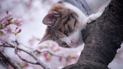 кошка, дерево, весна