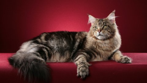 кошки, мейн куны, пушистый
