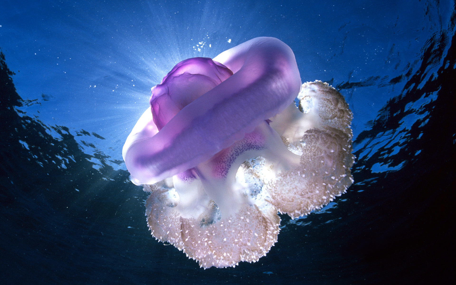 Картинки гигантские медузы, Тасмания, подводная фото и обои на рабочий стол