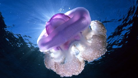гигантские медузы, Тасмания, подводная