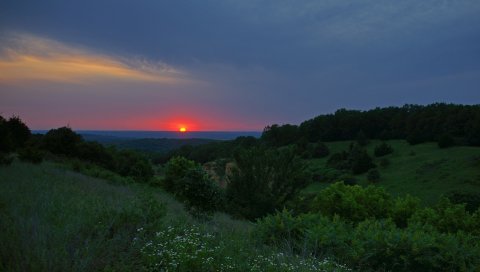 деревья, трава, цветы, солнце, закат
