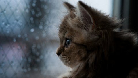 котенка, лицо, окна пушистый