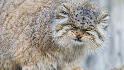 манул, кот, морда, агрессия
