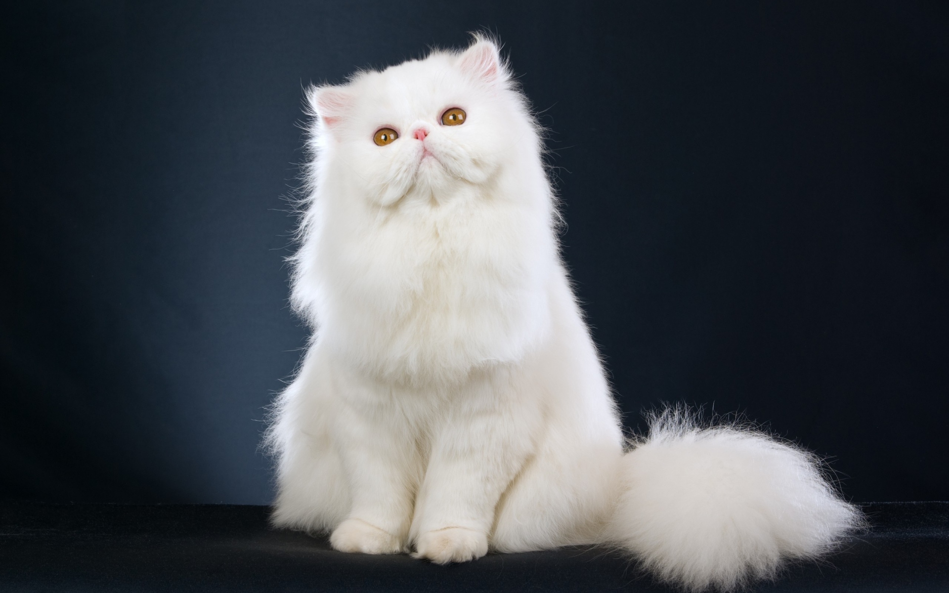Картинки кот, пушистая, сидит, красивая фото и обои на рабочий стол