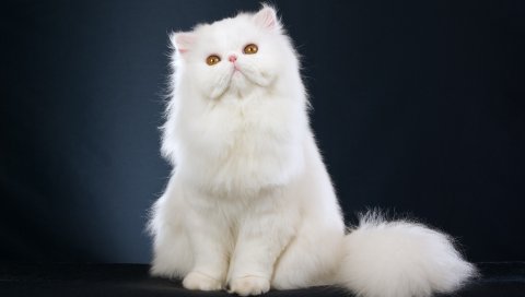 кот, пушистая, сидит, красивая
