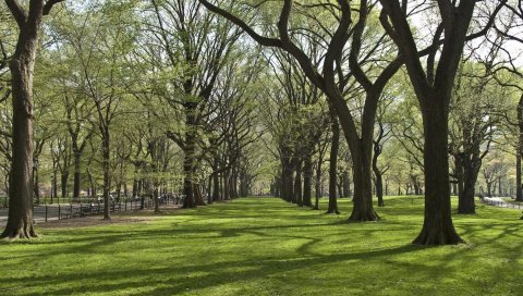 деревья, парк , трава