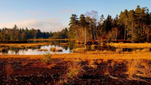 трава, река,деревья, осень, природа