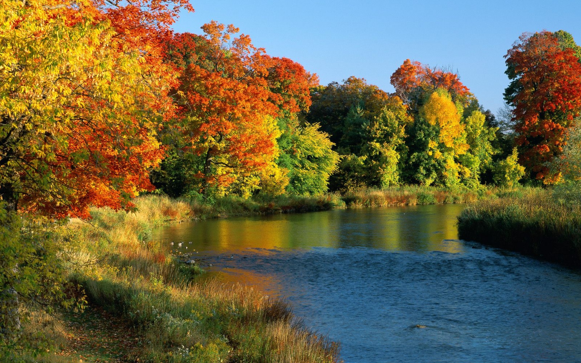 Картинки река, течет, деревья, осень фото и обои на рабочий стол