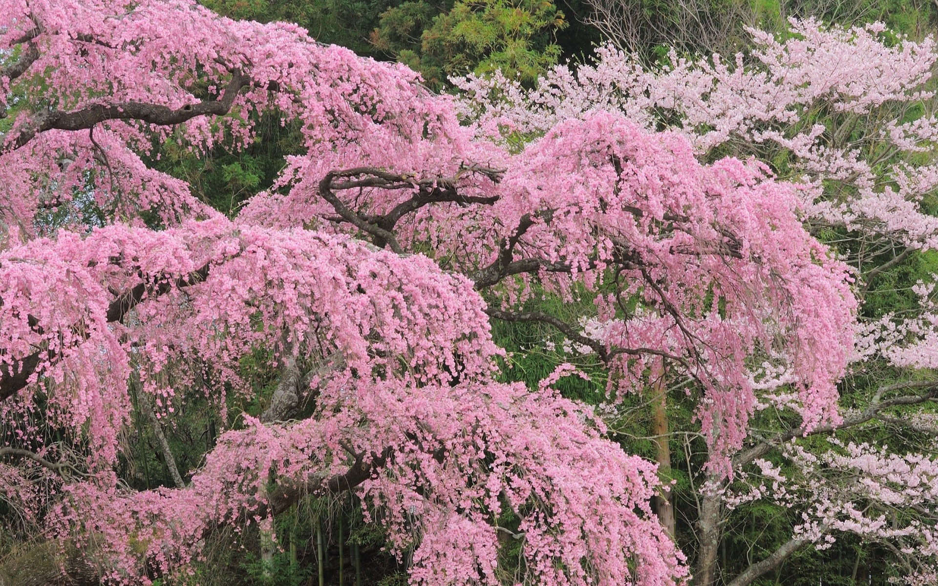 Растения японии фото и названия