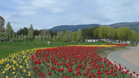 тюльпаны, цветы, клумба