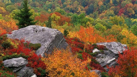 листья, осень, сухой