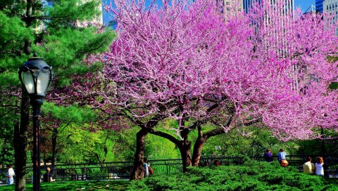дерево, парк, город, цветы