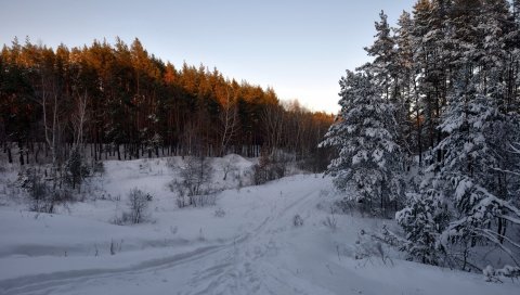 лес, деревья, снег , след
