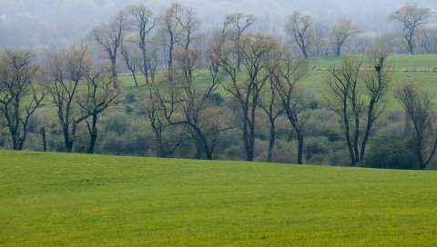 поле, трава, деревья, зелень