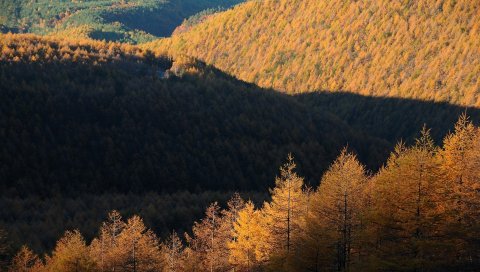деревья, вид сверху, осень