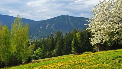 трава,деревья, цветы, полевые
