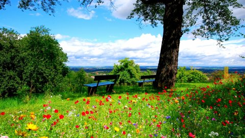 деревья, скамейки, цветы, природа