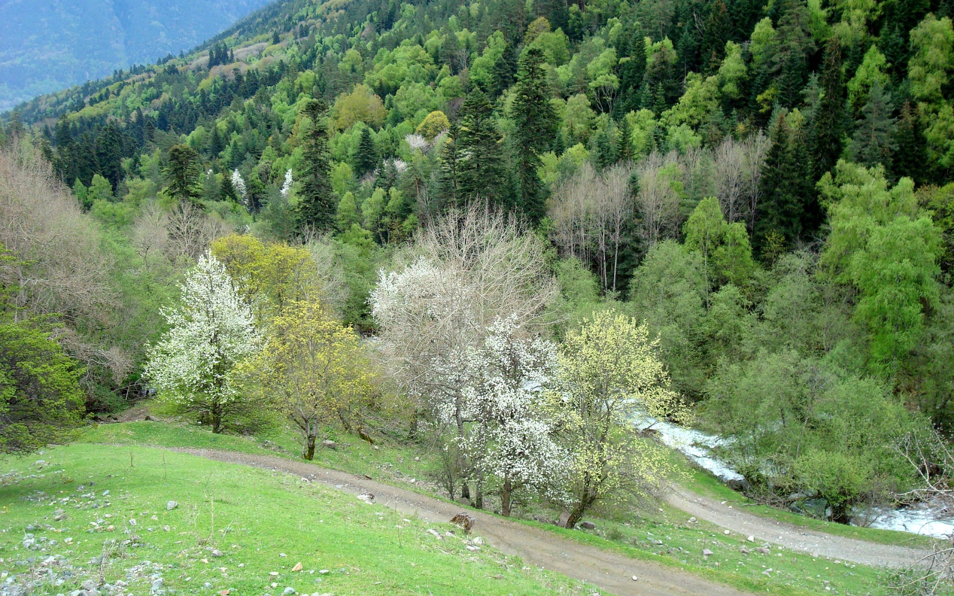 Картинки трава, деревья, холм фото и обои на рабочий стол