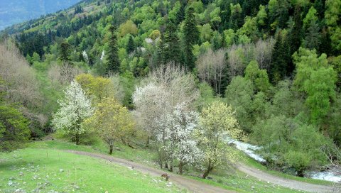 трава, деревья, холм
