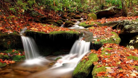 камни, вода, мох, листья