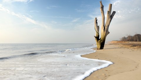 дерево, море, пейзаж
