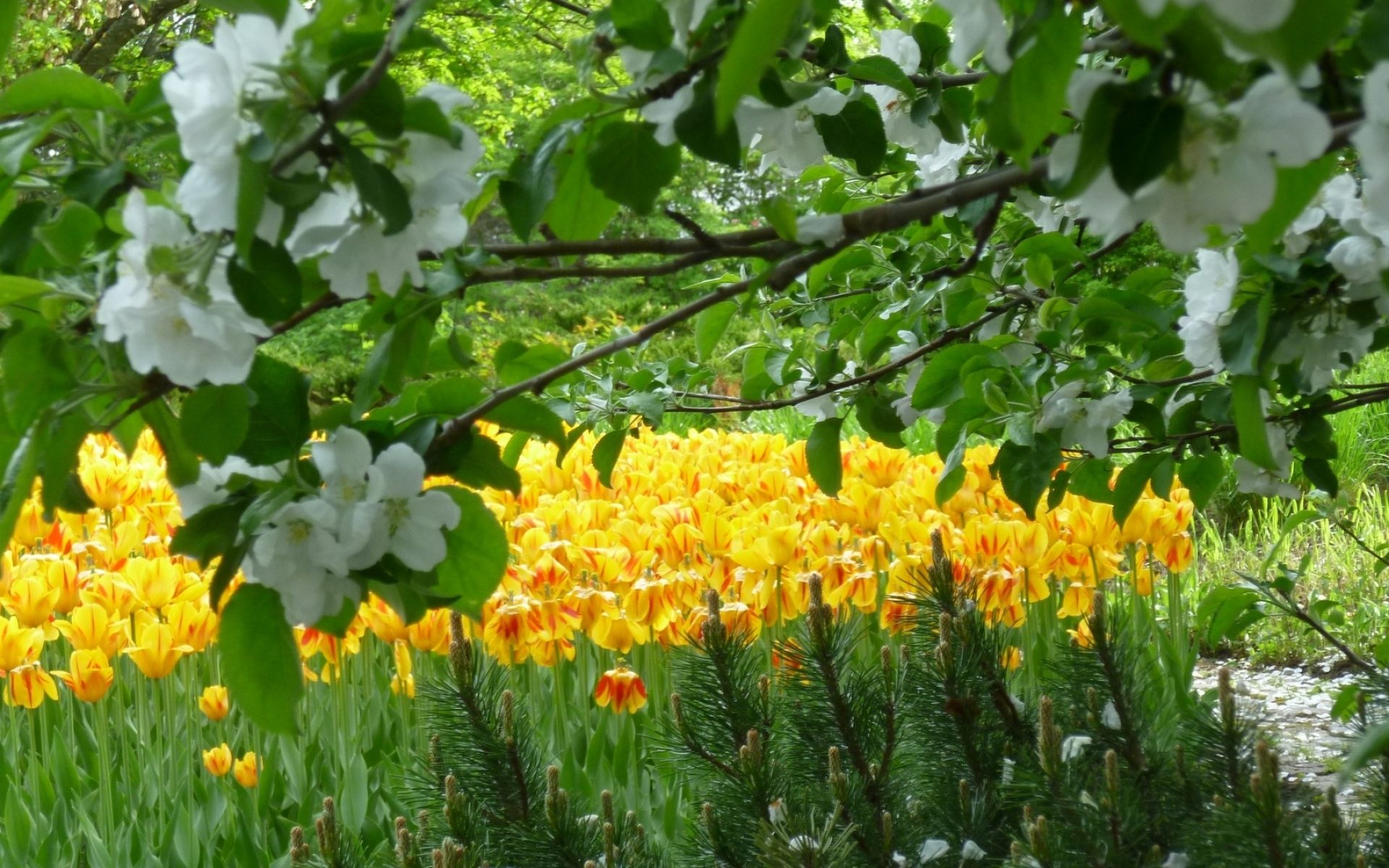 Трава красиво пестрела распустившимися недавно цветами. Нарциссы в Аптекарском огороде. Магнолия тюльпановое дерево. Весенние цветы в саду. Весенний сад.