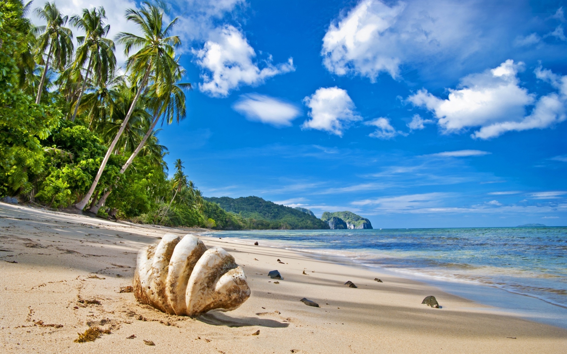Картинки тропики, пляж, пальмы, раковина фото и обои на рабочий стол