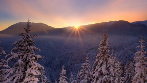 снег, природа, иней, дерева, закат, lesogor, красивая, зима