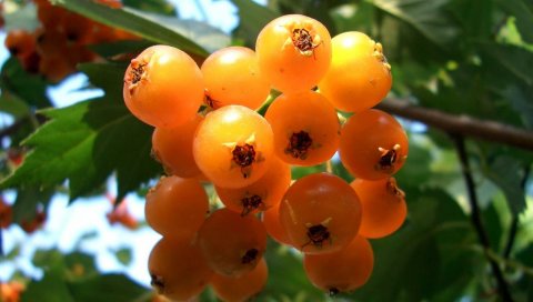 смородина, ягоды, вкусные