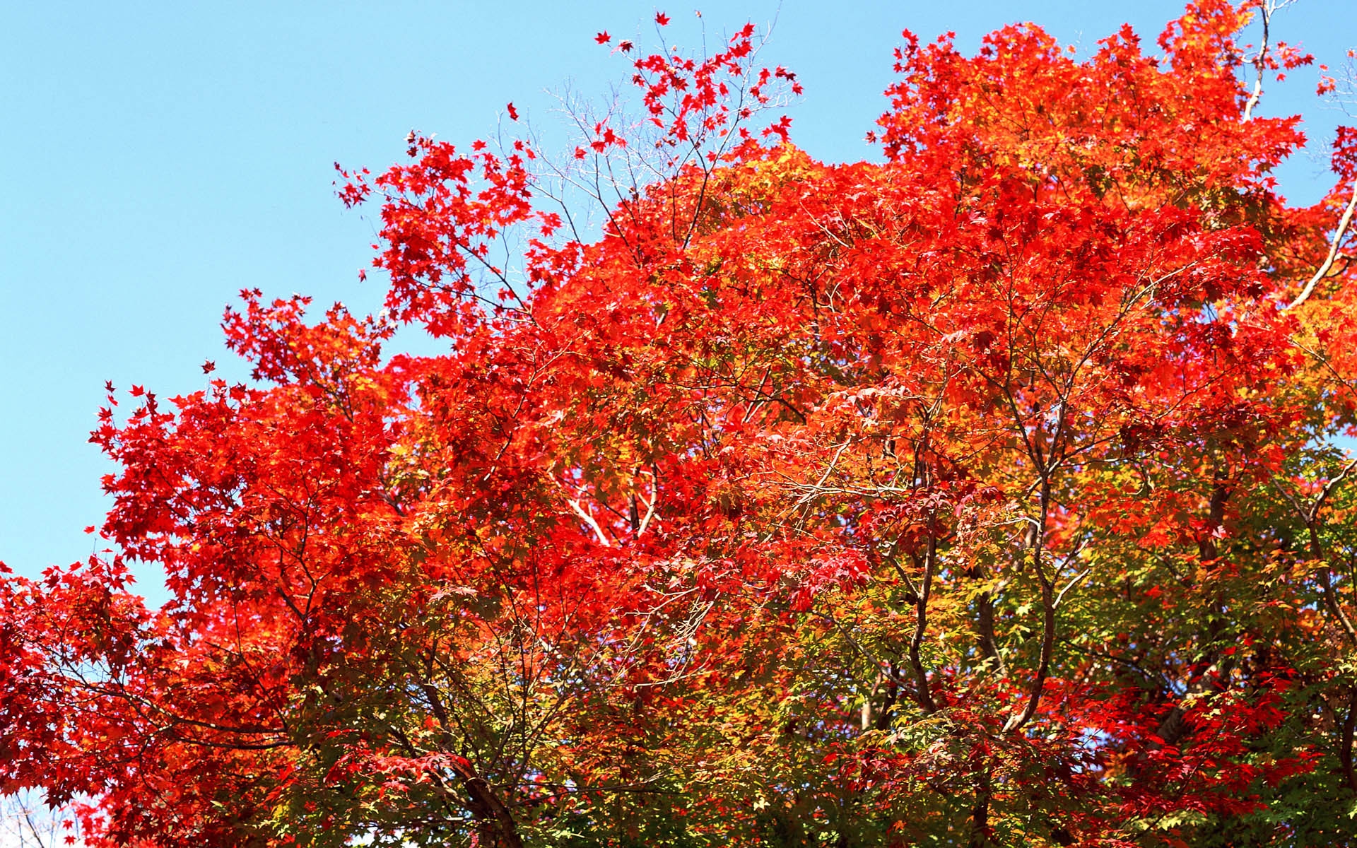 Картинки деревья, небо, природа, осень фото и обои на рабочий стол