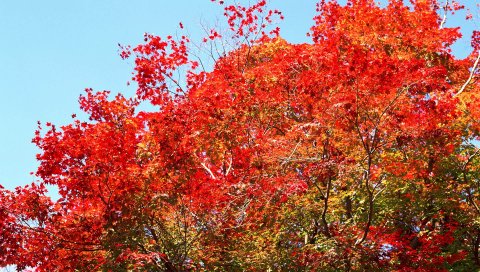 деревья, небо, природа, осень