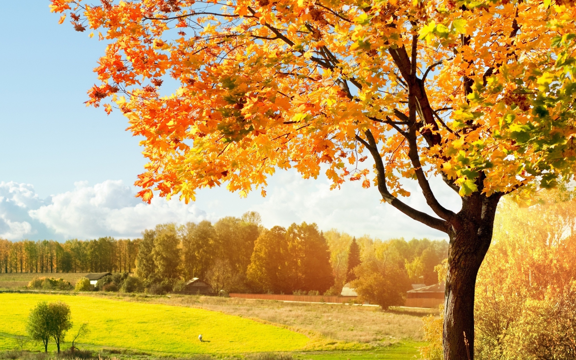 Картинки поле, трава, осень, листья, деревья фото и обои на рабочий стол