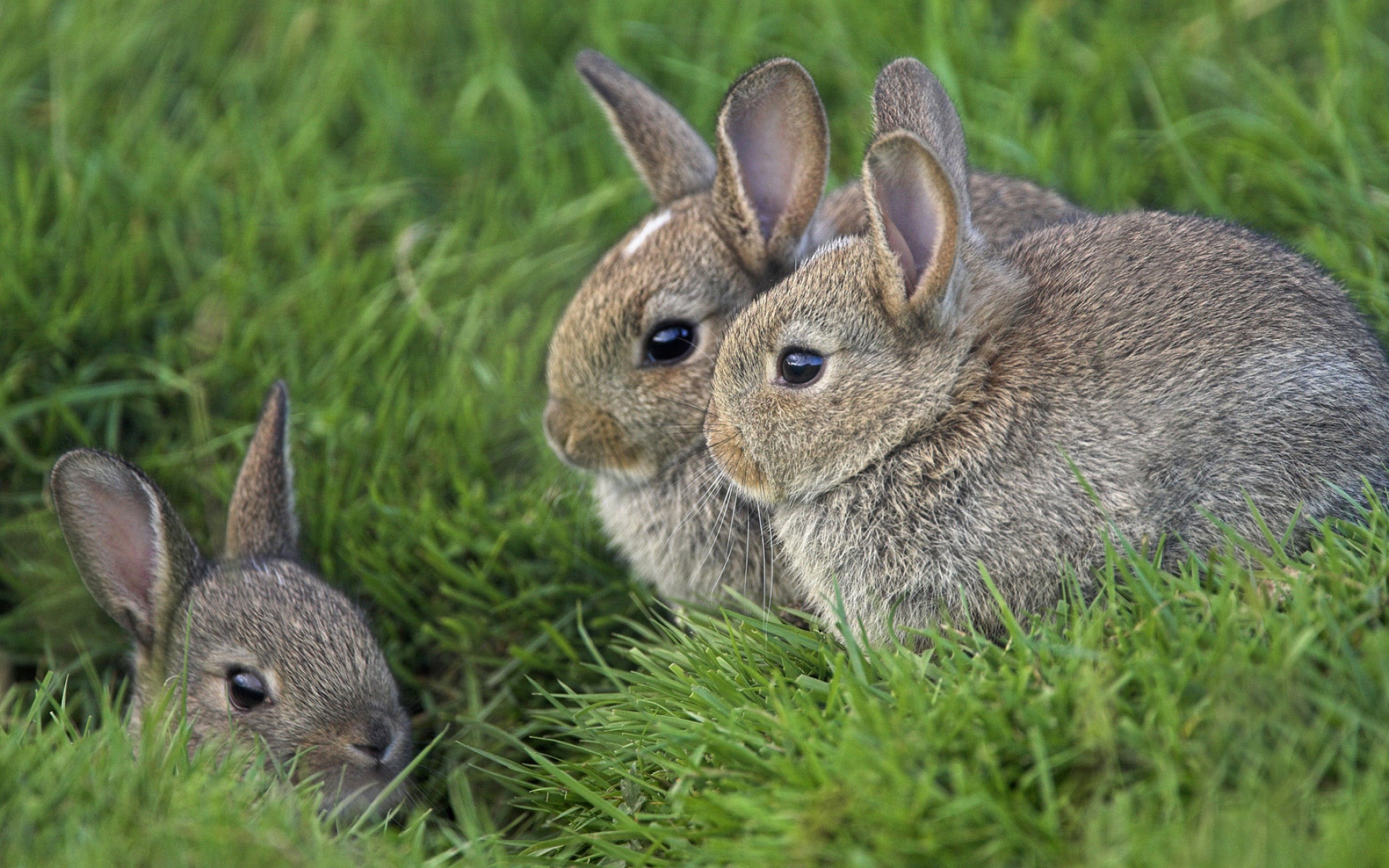 Найди 3 зайца. Заяц с зайчонком. Заяц серый. Кролики и крольчата. Зайчиха с зайчонком.