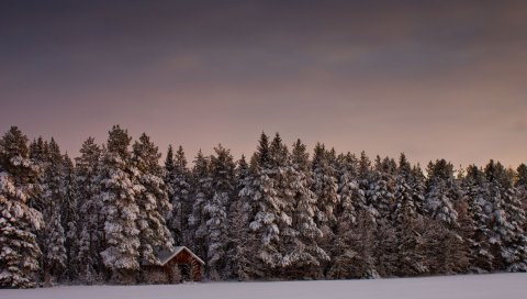 снег, деревья,Форест