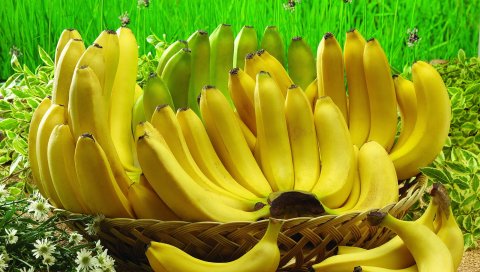 бананы, гроздь, продукты питание, корзины, фрукты