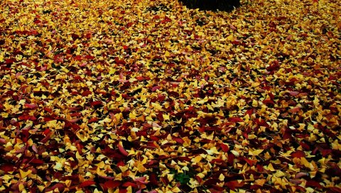 листы, парк, листва, осень, упавший