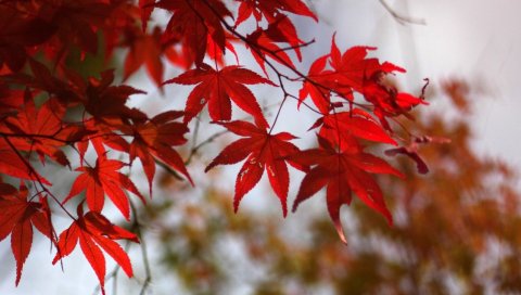 листья, осень, красный, сухой