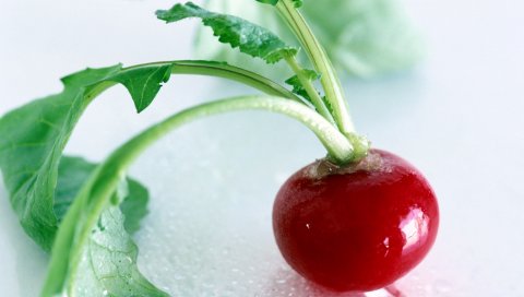 редис, зелень, продукты питания, овощи