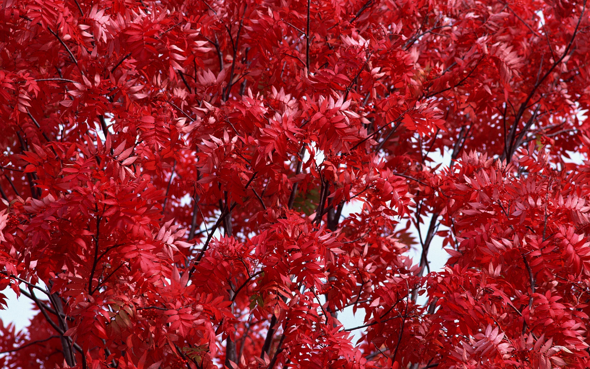 Дерево С Красными Листьями