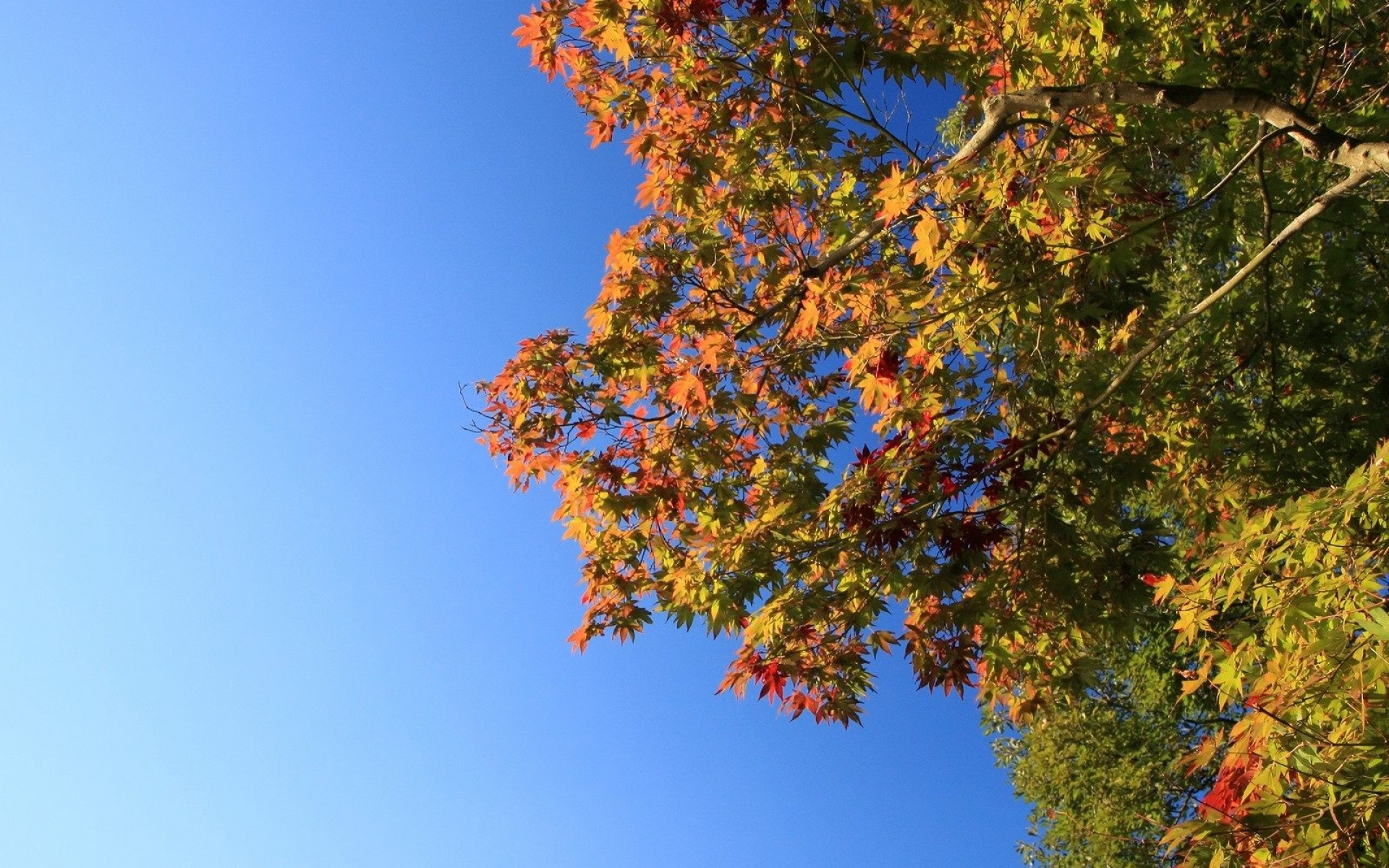 Картинки дерево, небо, листва, осень фото и обои на рабочий стол