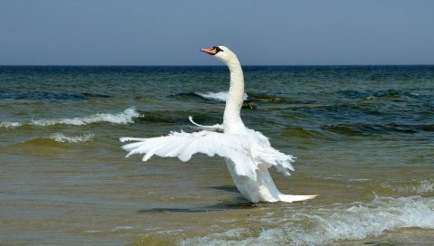 птицы, волны, море, горизонт,крылья