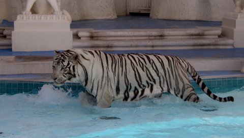 тигр, альбинос, вода, плавать