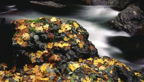 листья, камни, вода, сухой, осень