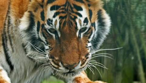 тигр, хищник, лицо, глаза, полосатые