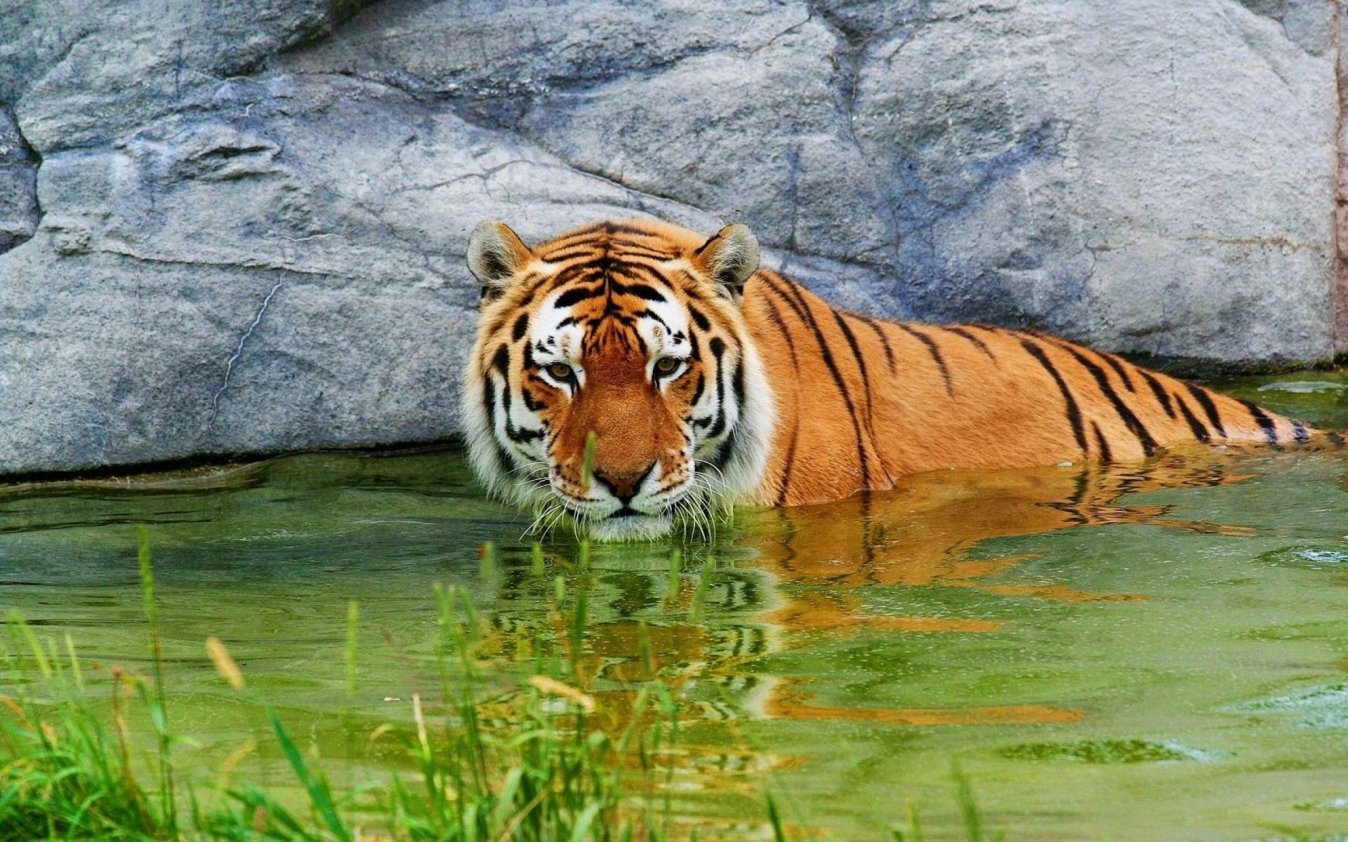 Картинки тигр, вода, отдых, скалы фото и обои на рабочий стол