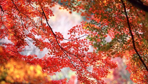 дерево, листья, ветки, осень