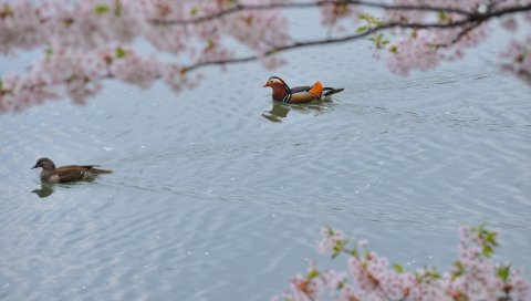 мандаринка, плавать, вода, деревья, цветы