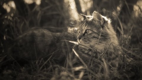 кошка, трава, прогулка, пушистые