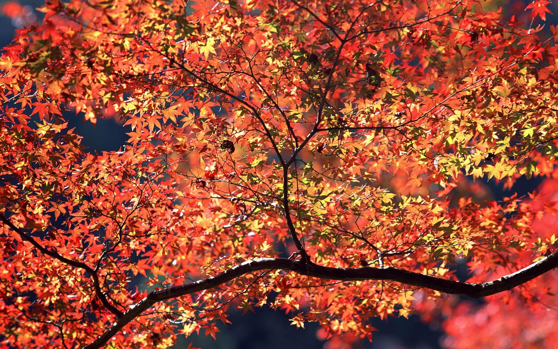 Картинки листья, осень, ветви фото и обои на рабочий стол