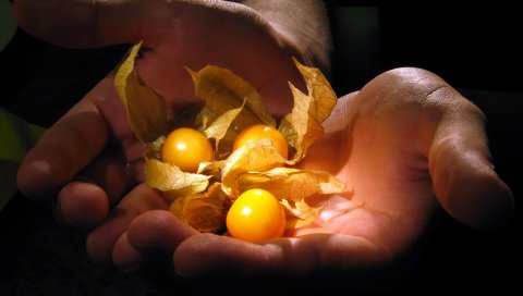 здоровые, продукты питания, фрукты, руки,тень